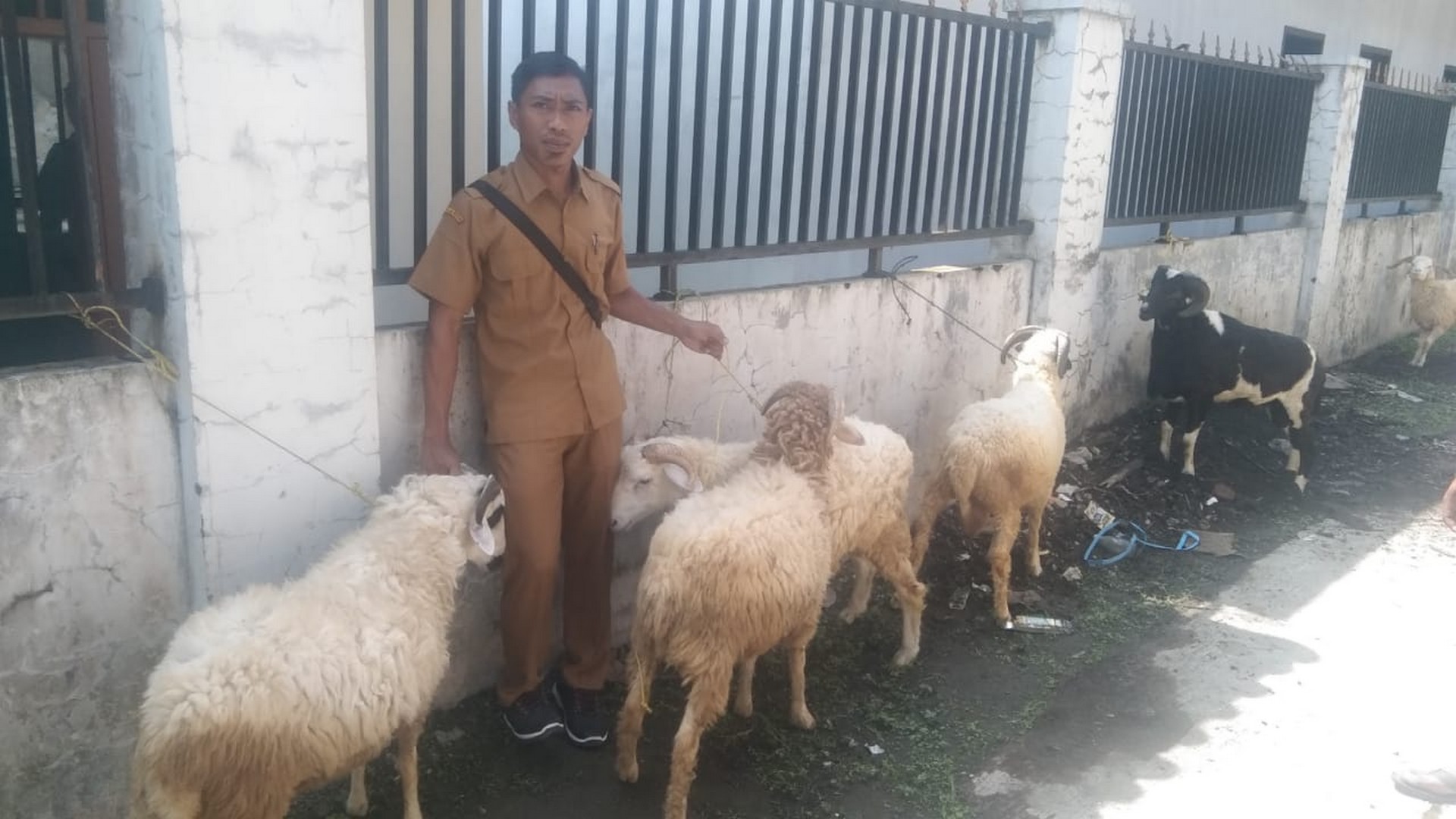 Bantuan Hewan Qurban